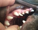 Tooth Jaw Nail Organ Mouth