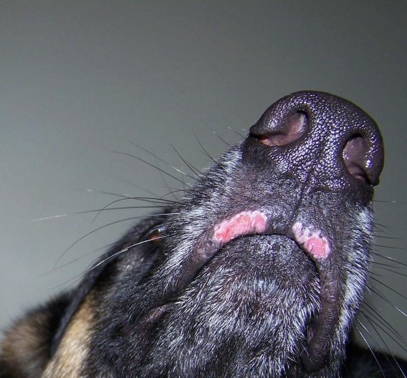 Why Do Dogs Lips Turn Pink