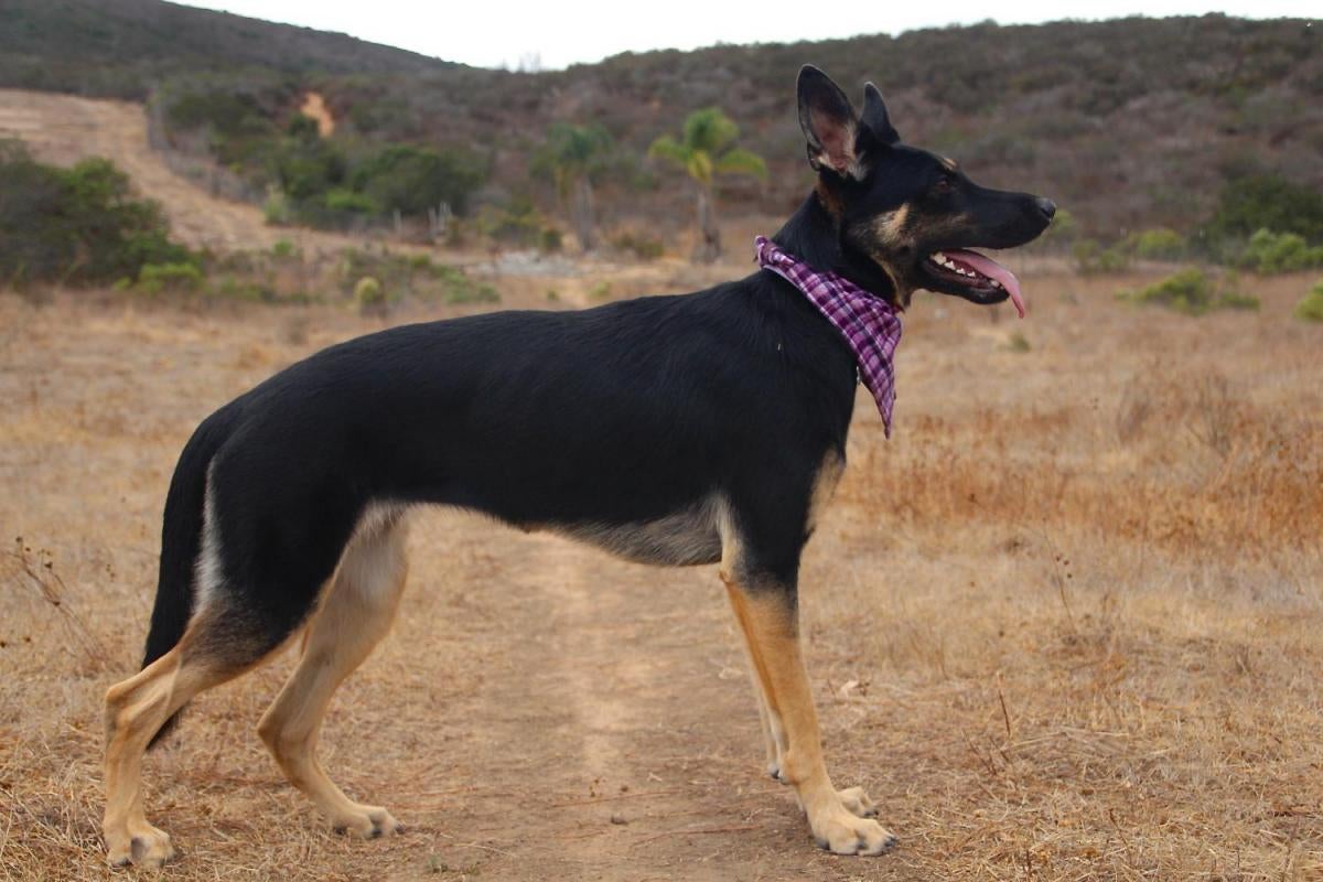 German Shepherd Growth Chart Weeks