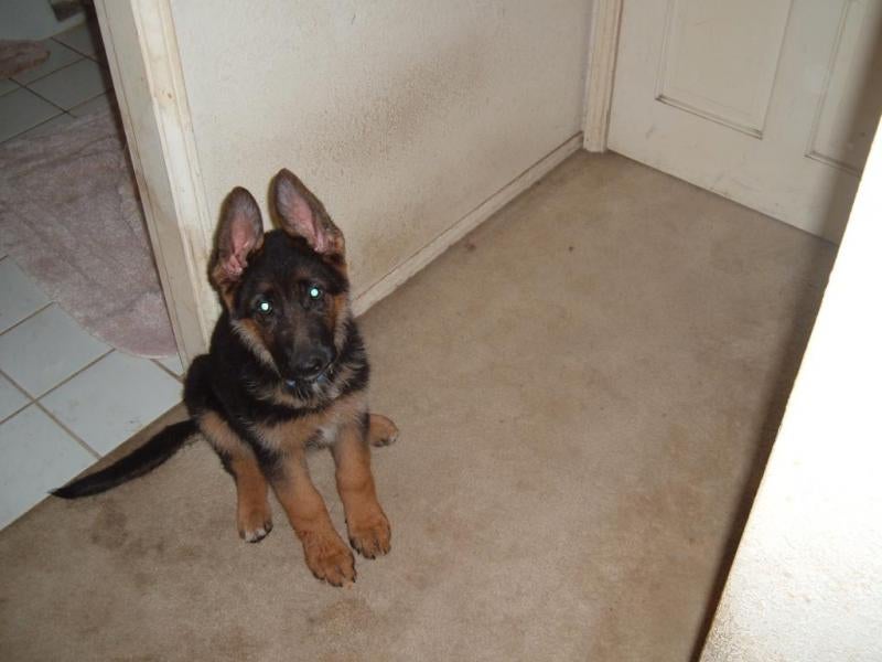 11 week old german shepherd