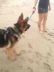 Dog Mammal Vertebrate German shepherd dog Dog breed