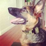Dog Vertebrate Dog breed Canidae Mammal