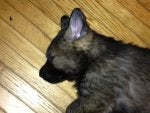 IMG_OOO4.JPG