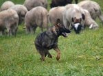 Kira von Wolfstraum sheep.jpg
