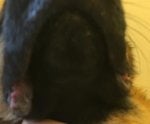 Chief Lower Gum Lower Shot.jpg