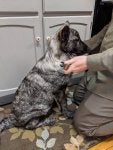 Elyas getting new collar.jpg