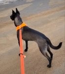 Dog Dog supply Carnivore Collar Working animal