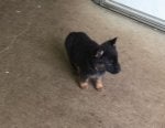 Puppy 2.jpg