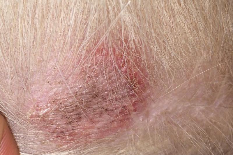 German Shepherd Dog Forums View Single Post Skin Issues With 1 Year