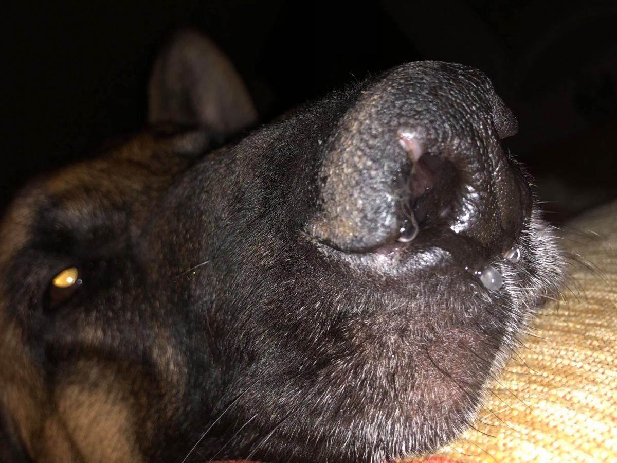 crusty-nose-with-lesion-german-shepherd-dog-forums