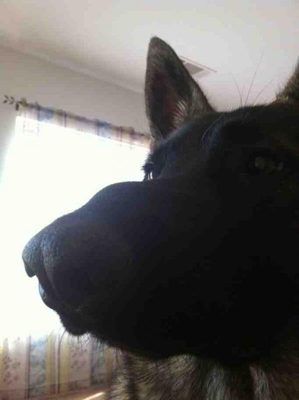 Bump on nose - German Shepherd Dog Forums